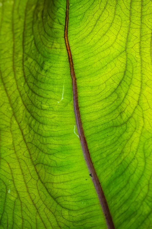 Leaf IV, Eden Project. 2019.